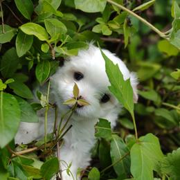 Companion Cross, Mal-Shi, Maltese, Maltipoo, Morkie, and Shih Tzu Puppies from Seeking Shalom Acres Maltese, Maltipoos & Havamalts