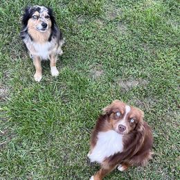 Toy Australian Shepherds from HighEnd Aussies