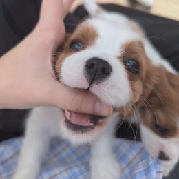 Cavalier King Charles Spaniel Puppies from Ohana Cavaliers