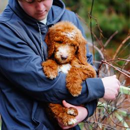 Wallace - Red  male Goldendoodle puppy in Washington from Doodle Love