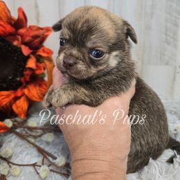 Habanero - Chocolate brindled fawn male Chihuahua puppy in Bowdon, Georgia from Paschal's Pups