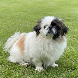 Buster - Pekingese