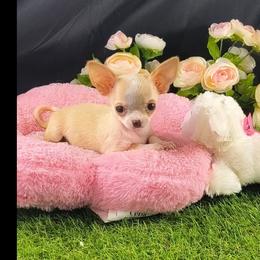 Lemon Drop - Fawn and white female Chihuahua puppy in Kentucky from Wawa Family Chihuahuas