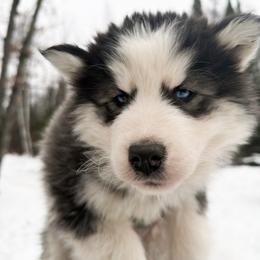 3 - Black and white male Siberian Husky puppy in Solon Springs, Wisconsin from Snowfall Siberians