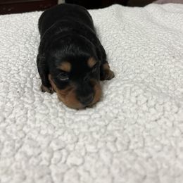 Dachshund Puppies from R&X Mini Dachshunds