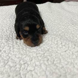 Dachshund Puppies from R&X Mini Dachshunds