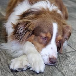 Aussiedoodles and Australian Shepherds from Rockin' Aussie Kennels