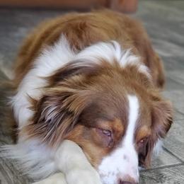 Aussiedoodles and Australian Shepherds from Rockin' Aussie Kennels