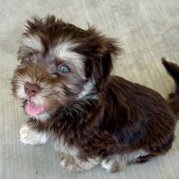 Hawthorn - Chocolate sable male Havanese puppy in Trenton, Florida from Heavenly Havanese of Florida