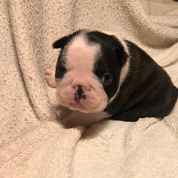 Baby Girl - Brindle and white female Boston Terrier puppy in West Liberty, Kentucky from 3B Kennels-Beth’s Best Boston’s