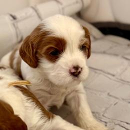 Girl 2 Nova - Blenheim female Cavapoo puppy in Bountiful, Utah from PJs Puppy Love