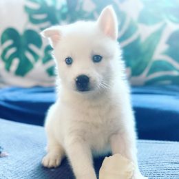 Pomsky Puppies from Snow Shark Pomskys