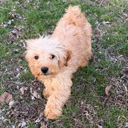Pony Boy - Apricot male Goldendoodle puppy in Centralia, Missouri from Oodles Of Doodles Mo.