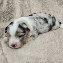Steel - Blue merle male Miniature American Shepherd puppy in Springfield, Missouri from Sunrock Kennel