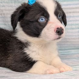 Jasmine - Black and white female American Corgi puppy in Clarksville, Tennessee from Cold Creek Family Farm LLC