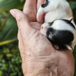 Yorkshire Terrier Puppies from Cheryl Skistimas