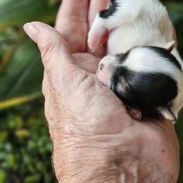 Yorkshire Terrier Puppies from Cheryl Skistimas