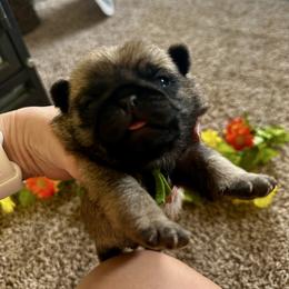 Green - Fawn male Pug puppy in Baylis, Illinois from Cameo's Pugs