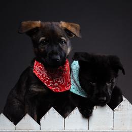 German Shepherd Puppies from Barenstadt Kennels