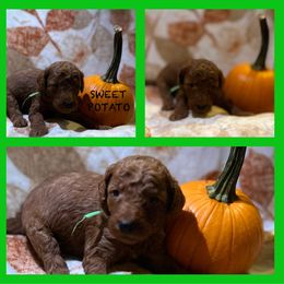 Boy 3 - Red  Poodle puppy in Knoxville, Tennessee from A Goldendoodle Dream
