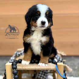 Blue - Tri-color male Bernese Mountain Dog puppy in Waukesha, Wisconsin from Bernese Boutique