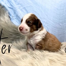 Bernedoodle and Poodle Puppies from Salty Standards