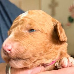 Trixie - Dark pink girl - Red  female Goldendoodle puppy in Puyallup, Washington from Dawnie’s Doodles