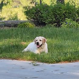 Labrador Retriever Puppies from ROCK CREEK LABRADORS