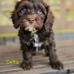 Delta - Sable female Cockapoo puppy in Perry, Arkansas from Parker's Cockapoos