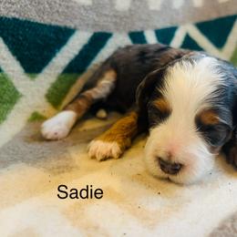 Sadie - Merle female Bernedoodle puppy in Sandy, Oregon from MC Doodles