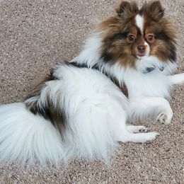 Beebee - Pomeranian