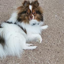 Beebee - Pomeranian