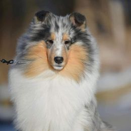 Collies and Shetland Sheepdogs from Dueling Pine Ranch