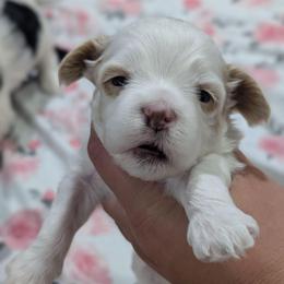 Screech - Gold and white male Shihpoo puppy in Coshocton, Ohio from Forever Family Puppies
