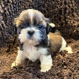 AKC LUNA - Tricolor female Shih Tzu puppy in Long Beach, California from Prieto Shih-Tzu's