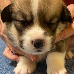 Pembroke Welsh Corgi Puppies from Silver Mae Kennel