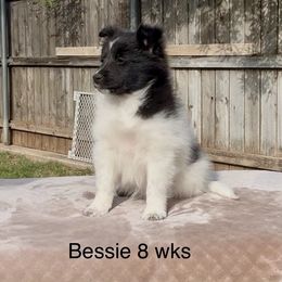 Bessie - Black and white female Shetland Sheepdog puppy in Abilene, Texas from Double Dare Shelties