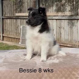 Bessie - Black and white female Shetland Sheepdog puppy in Abilene, Texas from Double Dare Shelties