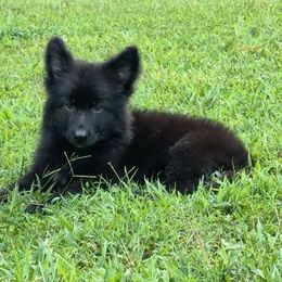 Drako - Black male German Shepherd puppy in Youngsville, North Carolina from di Casa Ortiz German Shepherds