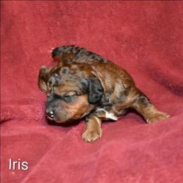 Iris - Brown and tan female Cockapoo puppy in Sunset, Louisiana from Cano Cockapoos