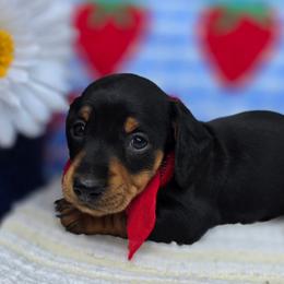 Sweet Jane - Black and tan female Dachshund puppy in Goodman, Missouri from Darling Dachshunds