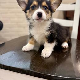 Boyce - Black and tan male Pembroke Welsh Corgi puppy in Payson, Utah from Spring Creek Aussies + Corgis