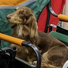 Hazel - Dachshund
