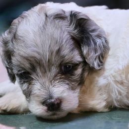 Aussiedoodles, Bernedoodles, and Cockapoos from Jam's Doodles And Poodles