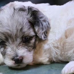 Aussiedoodles, Bernedoodles, and Cockapoos from Jam's Doodles And Poodles