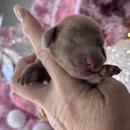 Slate - Fawn (Isabella) male Dachshund puppy in Bentonville, Arkansas from T & D Dachshunds by design