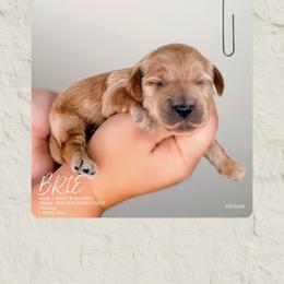 Brie - Apricot female Goldendoodle puppy in Garden Grove, California from Sunkissed Doodles