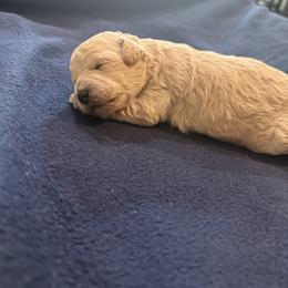 Dolly - Cream female Poodle puppy in Poth, Texas from Casa de Curls