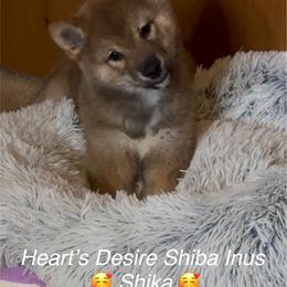 SHIKA - Red female Shiba Inu puppy in Derby, Kansas from Heart’s Desire Shiba Inus