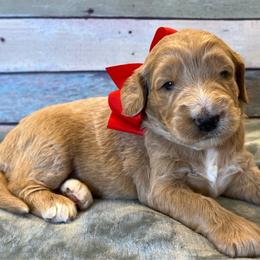 Red Girl - Cream female Goldendoodle puppy in The Woodlands, Texas from Gracie's Goldendoodles and Bernedoodles of The Woodlands